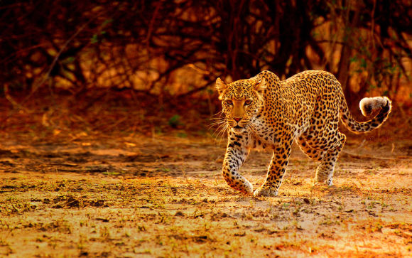 Erlebnisreise Namibia - Botswana - Simbabwe