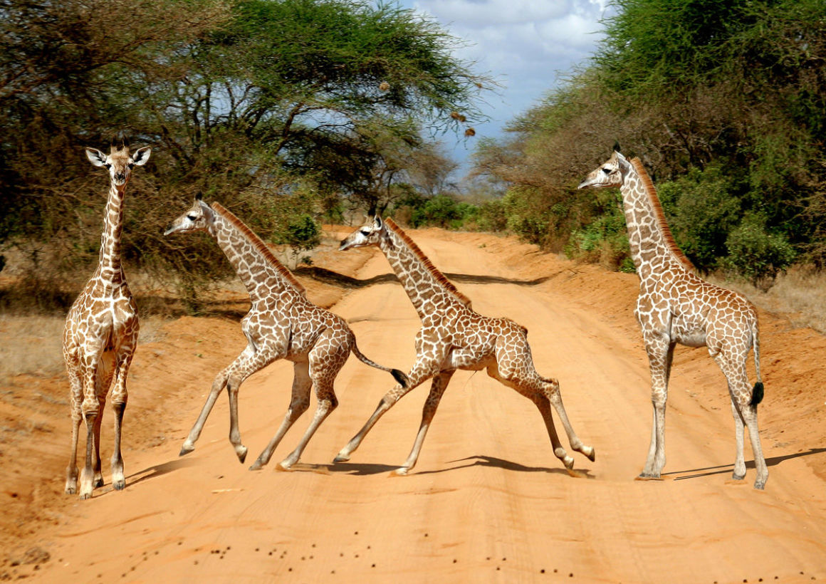 Tansania_B-Giraffe_234567