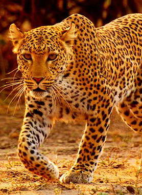 Namibia Leopard Chamaeleon Reisen