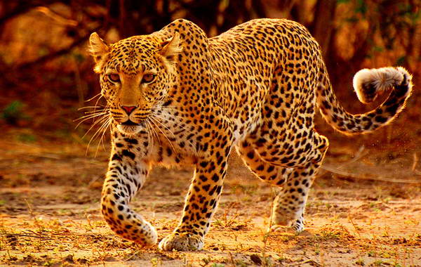Namibia Leopard Chamaeleon Reisen